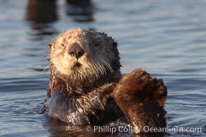 A sea otter resting, holding its paws out of the water to keep them warm and conserve body heat as it floats in cold ocean water, Enhydra lutris, Elkhorn Slough National Estuarine Research Reserve, Moss Landing, California