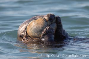 A sea otter eats a clam that it has taken from the shallow sandy bottom of Elkhorn Slough.  Because sea otters have such a high metabolic rate, they eat up to 30% of their body weight each day in the form of clams, mussels, urchins, crabs and abalone.  Sea otters are the only known tool-using marine mammal, using a stone or old shell to open the shells of their prey as they float on their backs, Enhydra lutris, Elkhorn Slough National Estuarine Research Reserve, Moss Landing, California