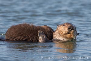 A sea otter mother hold her pup on her stomach as she rests floating on her back.  This pup, just a few days old, probably weighs between 3 and 5 pounds.  The pup still has the fluffy fur it was born with, which traps so much fur the pup cannot dive and floats like a cork, Enhydra lutris, Elkhorn Slough National Estuarine Research Reserve, Moss Landing, California