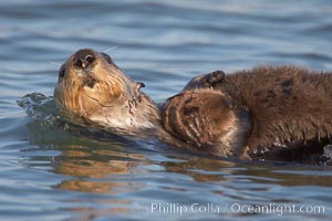A sea otter mother pulls her days-old pup through the water.  The pup still has the fluffy fur it was born with, which traps so much fur the pup cannot dive and floats like a cork, Enhydra lutris, Elkhorn Slough National Estuarine Research Reserve, Moss Landing, California