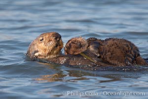 A sea otter mother hold her pup on her stomach as she rests floating on her back.  This pup, just a few days old, probably weighs between 3 and 5 pounds.  The pup still has the fluffy fur it was born with, which traps so much fur the pup cannot dive and floats like a cork, Enhydra lutris, Elkhorn Slough National Estuarine Research Reserve, Moss Landing, California