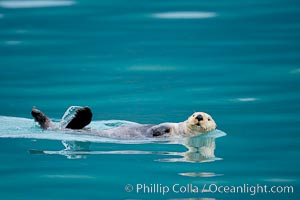 Sea otter, Enhydra lutris, Resurrection Bay, Kenai Fjords National Park, Alaska