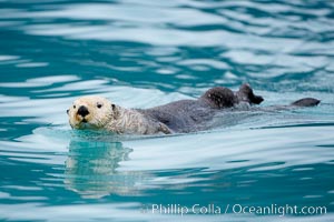 Sea otter, Enhydra lutris, Resurrection Bay, Kenai Fjords National Park, Alaska