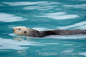 Sea otter, Enhydra lutris, Resurrection Bay, Kenai Fjords National Park, Alaska
