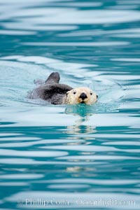 Sea otter, Enhydra lutris, Resurrection Bay, Kenai Fjords National Park, Alaska