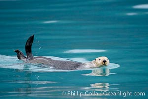 Sea otter, Enhydra lutris, Resurrection Bay, Kenai Fjords National Park, Alaska