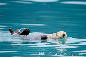 Sea otter, Enhydra lutris, Resurrection Bay, Kenai Fjords National Park, Alaska