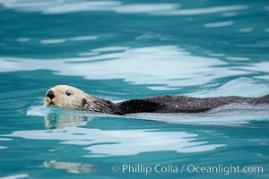 Sea otter, Enhydra lutris, Resurrection Bay, Kenai Fjords National Park, Alaska
