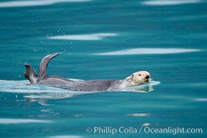 Sea otter, Enhydra lutris, Resurrection Bay, Kenai Fjords National Park, Alaska