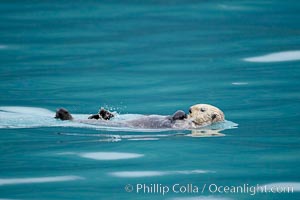 Sea otter, Enhydra lutris, Resurrection Bay, Kenai Fjords National Park, Alaska