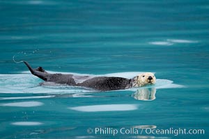 Sea otter, Enhydra lutris, Resurrection Bay, Kenai Fjords National Park, Alaska