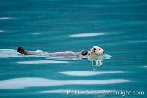 Sea otter, Enhydra lutris, Resurrection Bay, Kenai Fjords National Park, Alaska