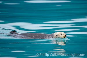 Sea otter, Enhydra lutris, Resurrection Bay, Kenai Fjords National Park, Alaska