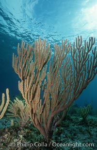 Soft coral. Bahamas, Plexaurella, natural history stock photograph, photo id 05360