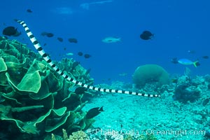 Sea snake, banded sea krait, Nigali Pass on Gao Island, Fiji, Cabbage coral, Turbinaria reniformis, Nigali Passage, Gau Island, Lomaiviti Archipelago