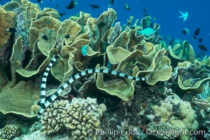 Sea snake, banded sea krait, Nigali Pass on Gao Island, Fiji, Cabbage coral, Turbinaria reniformis, Nigali Passage, Gau Island, Lomaiviti Archipelago