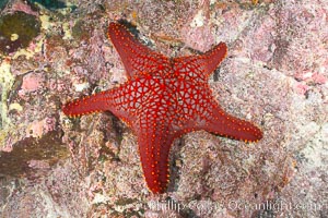 Unidentified sea star (starfish), North Seymour Island