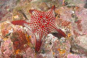 Unidentified sea star (starfish), North Seymour Island