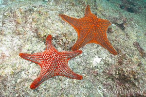 Unidentified sea star (starfish), North Seymour Island