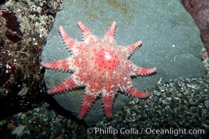 Unidentified sea star