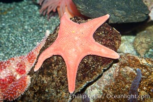 Unidentified sea star