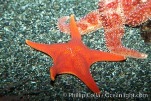 Unidentified sea star