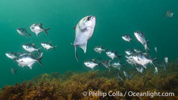 Sea Sweep, Scorpis aequipinnis, Kangaroo Island, Scorpis aequipinnis