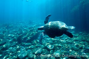 Sea turtle swims over cobblestones in shallow water, Guadalupe Island (Isla Guadalupe)