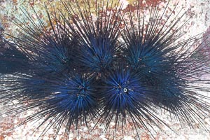 Unidentified sea urchin, North Seymour Island