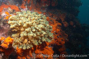 Unidentified sea urchin, Cousins