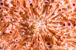 Sea Urchin Detail, Sea of Cortez, Mexico. Isla San Francisquito, Baja California, natural history stock photograph, photo id 33648