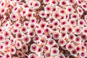 Sea Urchin Detail, Sea of Cortez, Mexico, Isla San Francisquito, Baja California