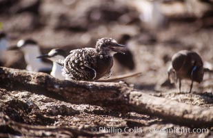 Seabird chick nested among roots of Pisonia trees, Rose Atoll National Wildlife Refuge, Rose Atoll National Wildlife Sanctuary