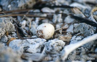 Seabird chick nested among roots of Pisonia trees, Rose Atoll National Wildlife Refuge, Rose Atoll National Wildlife Sanctuary