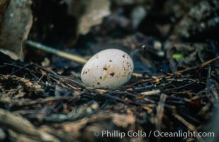 Seabird chick nested among roots of Pisonia trees, Rose Atoll National Wildlife Refuge. Rose Atoll National Wildlife Sanctuary, American Samoa, USA, natural history stock photograph, photo id 00895