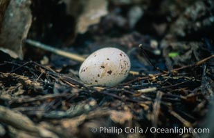 Seabird chick nested among roots of Pisonia trees, Rose Atoll National Wildlife Refuge, Rose Atoll National Wildlife Sanctuary