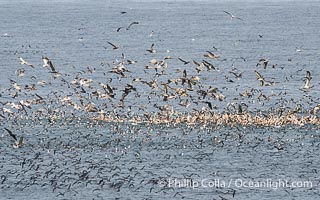Seabirds gather in enormous numbers to feed on bait ball. Mixed species include brown pelican, black-vented shearwater, various gulls and Brandt's cormorants, Pelecanus occidentalis, Pelecanus occidentalis californicus, La Jolla, California