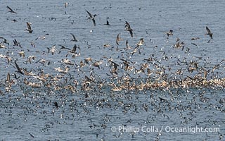 Seabirds gather in enormous numbers to feed on bait ball. Mixed species include brown pelican, black-vented shearwater, various gulls and Brandt's cormorants, Pelecanus occidentalis, Pelecanus occidentalis californicus, La Jolla, California