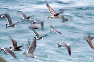 Seabirds in flight at sunrise, long exposure produces a blurred motion, La Jolla, California