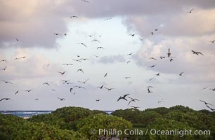 Seabirds fly over Pisonia forest, Rose Atoll National Wildlife Refuge, Rose Atoll National Wildlife Sanctuary