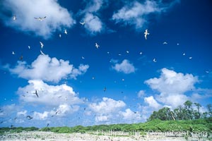 Seabirds fly over Pisonia forest, Rose Atoll National Wildlife Refuge, Rose Atoll National Wildlife Sanctuary