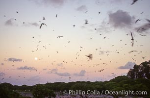 Seabirds fly over Pisonia forest, Rose Atoll National Wildlife Refuge, Rose Atoll National Wildlife Sanctuary