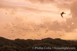 Seabirds fly over Pisonia forest, Rose Atoll National Wildlife Refuge, Rose Atoll National Wildlife Sanctuary