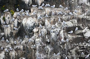 Seabirds nest on coastal rocks, Kenai Fjords National Park, Alaska