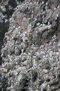 Seabirds nest on coastal rocks, Kenai Fjords National Park, Alaska