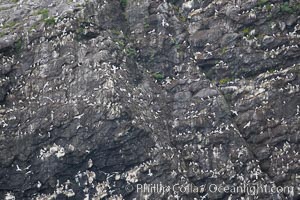 Seabirds nest on coastal rocks, Kenai Fjords National Park, Alaska