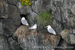 Seabirds nest on coastal rocks, Kenai Fjords National Park, Alaska