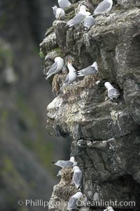 Seabirds nest on coastal rocks. Kenai Fjords National Park, Alaska, USA, natural history stock photograph, photo id 17382