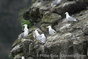 Seabirds nest on coastal rocks, Kenai Fjords National Park, Alaska