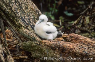 Seabirds shelter among Pisonia trees on Rose Atoll, Rose Atoll National Wildlife Refuge